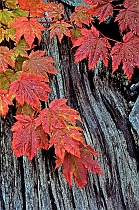 Autumnal Vine Maple Leaves